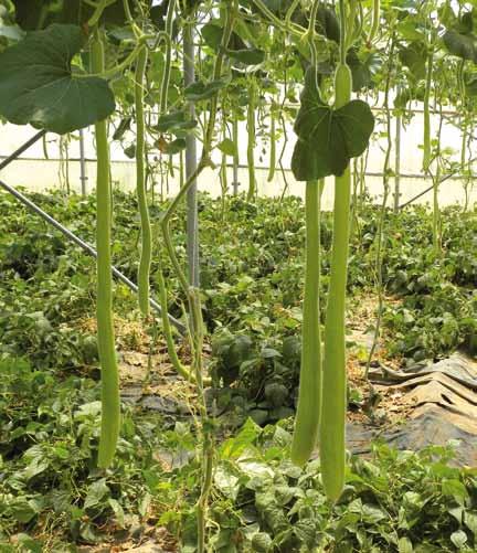 thin. At full ripening it is trumpet shaped, yellow colour Lagenaria siciliana - Pianta rampicante, con tralci lunghi - Frutto cilindrico molto allungato, di colore