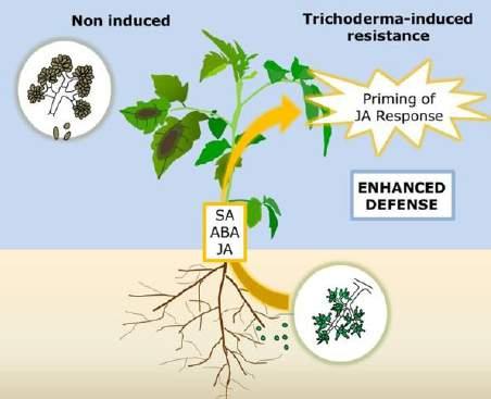 Effetto sulla rizosfera e pianta di T11 e T25 Incremento della disponibilità dei nutrienti con migliore assorbimento di azoto e