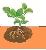 oppure 1 a applicazione al trapianto: 1 kg/ha Successive appl.