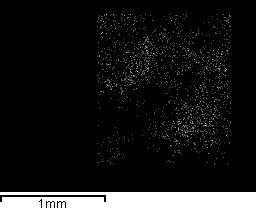 immagine SEM con l analisi EDX relativa alla schiuma ceramica non