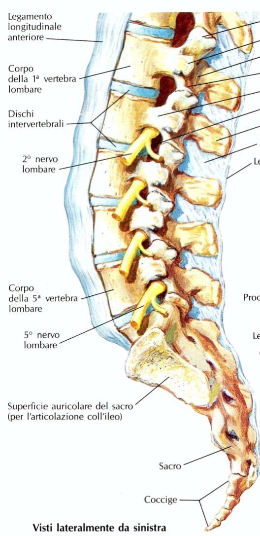 Emergenza dei nervi spinali dai fori intervertebrali di numero