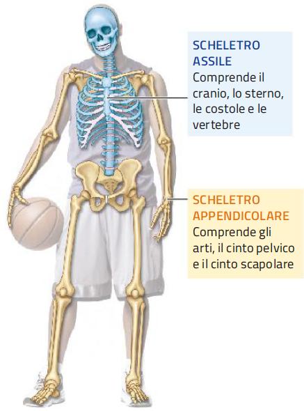 10. La struttura e le funzioni dello scheletro /4 Lo scheletro è suddiviso in: l scheletro assile (cranio,