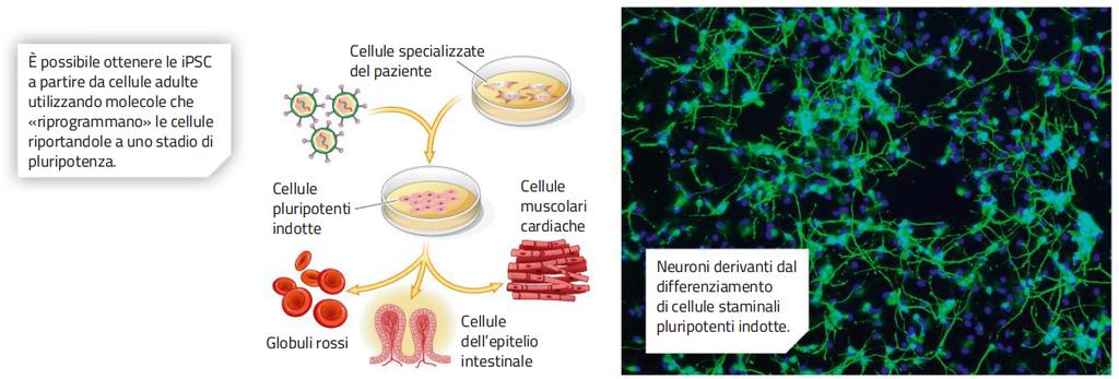 14. Le biotecnologie e le staminali L uso delle cellule staminali è una delle strategie della medicina rigenerativa, che punta a rigenerare e sostituire cellule,