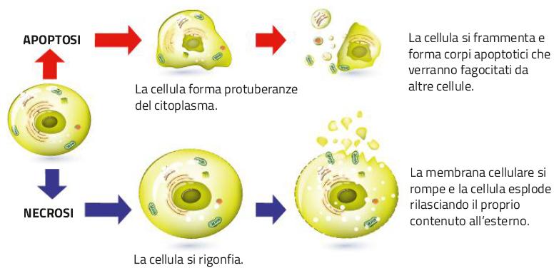 15. La rigenerazione, l invecchiamento, il cancro /2 Le cellule possono morire per: