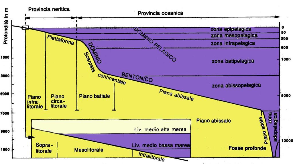 Paleoecologia Marina
