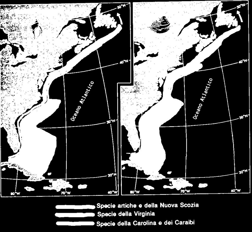 Distribuzione di alcuni invertebrati