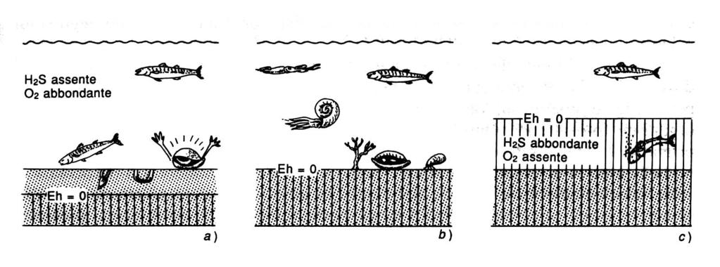 Contenuto di ossigeno Fattore limitante fondamentale ma difficile da accertare in paleontologia, a meno che non si creino situazioni estreme in cui l assenza di correnti al fondo dà origine a