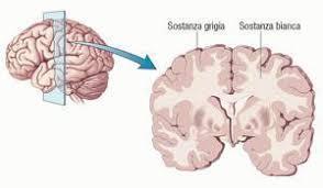 CAMBIAMENTI STRUTTURALI E FUNZIONALI NEL CERVELLO CHE