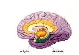 CAMBIAMENTI SOSTANZA BIANCA Diminuzione del volume della materia bianca (che collega varie aree del cervello e ne permette la comunicazione) con l avanzare dell eta,