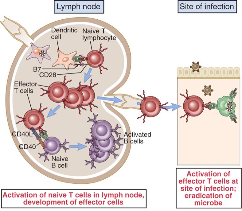 Attivazione nei linfonodi Segnale 1 Interazione TCR-Ag-MHC Segnale 2 Interazione CD28 (linfocita)-proteine B7 (DC) Attivazione dei