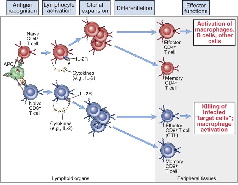 Le fasi della risposta T Riconoscimento antigene Attivazione linfocitaria Espansione clonale Differenziamento Funzioni