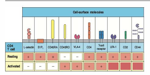 L attivazione delle cellule T causa cambio del pattern di espressione di molte molecole di superficie Nelle cellule naïve sono espresse molecole che favoriscono il passaggio nei linfonodi per la