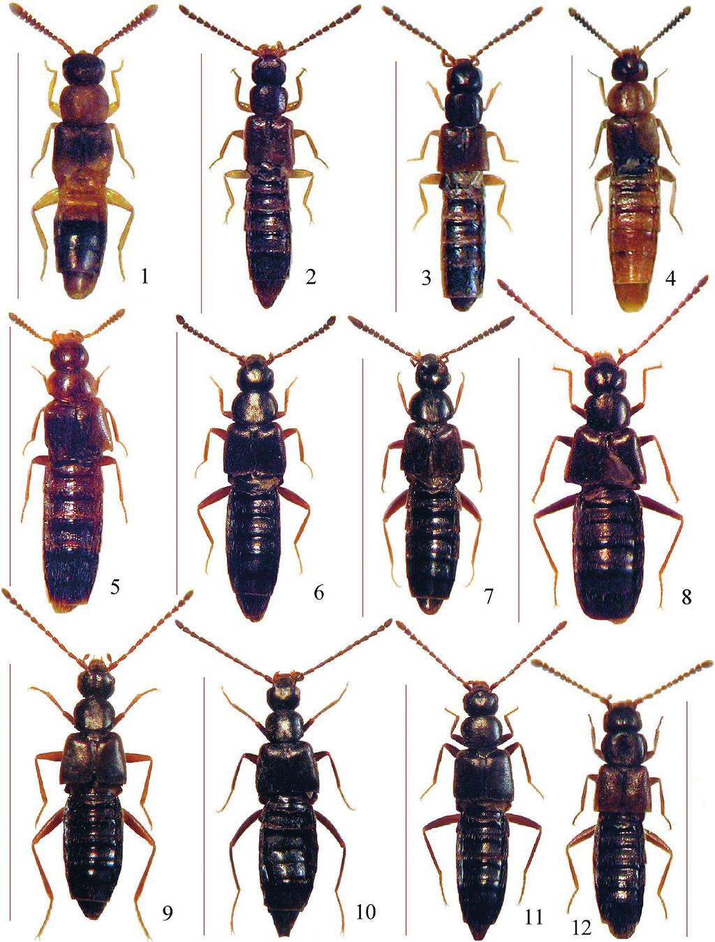 182 PACE, R.: Biodiversità delle Aleocharinae della Cina: Athetini Figg. 1-12: Habitus. 1. Lasiosomina weiensis n. sp., scala 1,6 mm; 2. Hydrosmecta sichuanensis n. sp., scala 2,3 mm; 3.