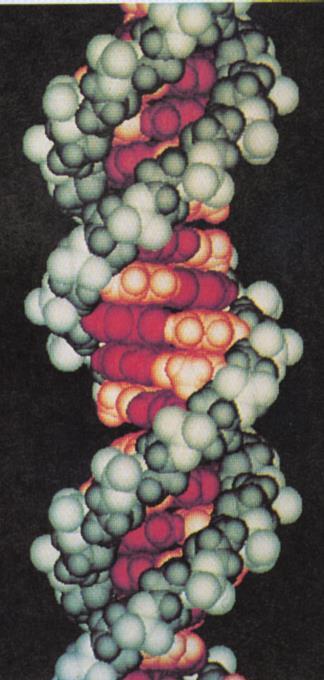 Acetilazione delle lisine conservate Le code N-terminali degli istoni H4 e H3 ed il loro pattern di acetilazione sono altamente conservati H4 N-terminus H3 N-terminus 5 8 12 16 20 Ac Ac Ac Ac Ac Me