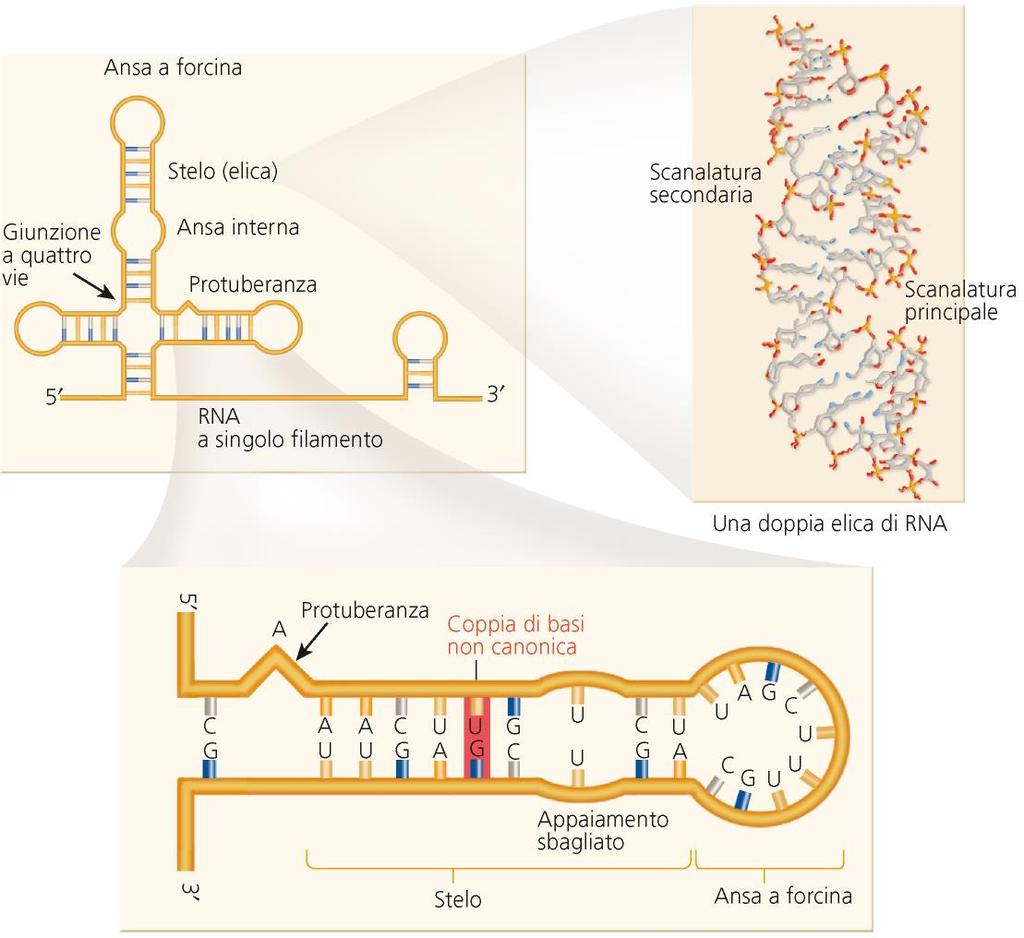 L RNA è una molecola flessibile e tende a formare