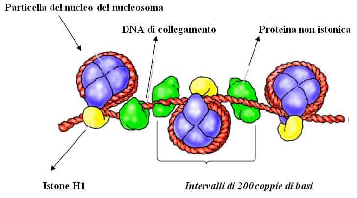 IL NUCLEOSOMA Il nucleosoma è formato da quattro coppie degli istoni H2A, H2B, H3 e H4 ed un tratto di DNA.