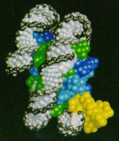 L istone linker H1 H1/H5 globular protein domain L