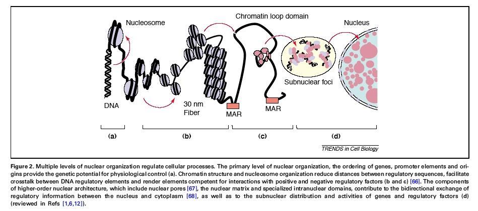 Organizzazione della cromatina La cromatina è suddivisa in regioni dove è altamente condensata, (eterocromatina), e in regioni meno