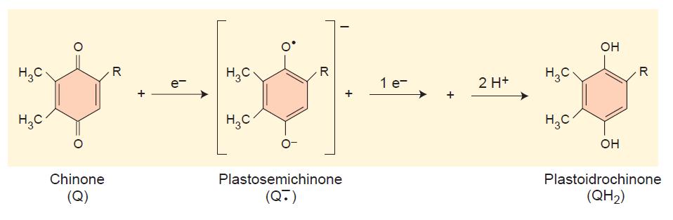 un elettrone è trasferito dalla feofitina a Q A Q A - (plastosemichinone) l elettrone passa da Q A- a Q B Q A- diventa Q A un