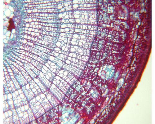 Fusto di AngiospermaFusto secondario di Angiosperma in sezione trasversale Dall'esterno verso l'interno si riconoscono: - il periderma - la corteccia primaria - il floema secondario con il parenchima