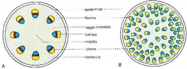 A - Eustele Fasci ordinati secondo un cerchio Collaterali aperti (con cambio)