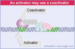 Altri tipi di attivatori A volte l attivatore non ha un dominio di attivazione In questo caso l attivatore lega un altra proteina che ha un dominio di attivazione: un coattivatore, che fornisce il