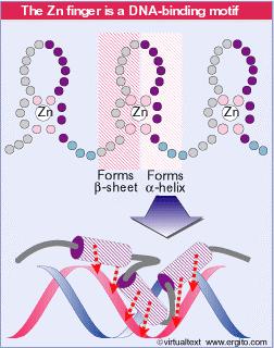 Il legame al DNA: dita con zinco Le dita con zinco (zinc fingers) prendono il nome dalla loro struttura, in cui un piccolo gruppo di amminoacidi conservati legano un atomo di zinco, formando un