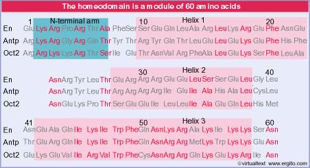 L omeodominio L omeodominio è una sequenza conservata di 60 amminoacidi presente in alcuni attivatori.