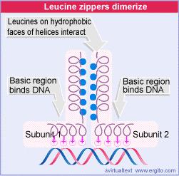 La serratura di leucine (leucine zipper) Le proteine a serratura di leucine devono il loro nome alla ripetizione di 4 o 5 residui di leucina posti a distanza fissa uno dall altro.
