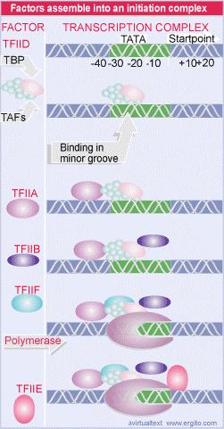 Il complesso di inizio Il primo evento è il legame di TF II D alla TATA. Poi si lega TF II A.