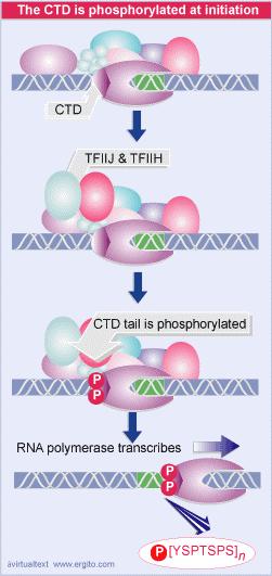 TF II F (subunità RAP 38) recluta la polimerasi e la porta nel complesso. Poi si lega TF II E. Dopo TF II E si legano TF II H e TF II J.