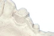 9 La modellazione in cera dello scheletrato: la matrice viene ricoperta con uno strato di cera dello spessore di