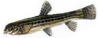 1/R) Storione comune (Acipenser sturio) La pesca è vietata in tutte le acque della Regione Piemonte (Art. 13, DPGR 10-01-2012 n.