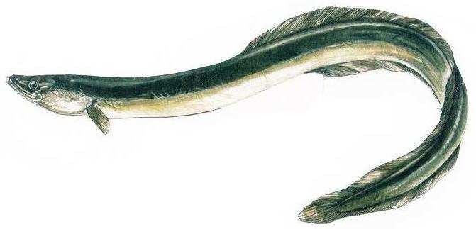 1/R) Cobite mascherato (Sabanejewa larvata) La pesca è vietata in tutte le acque della Regione Piemonte (Art.