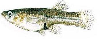 1/R) Abramide - (Abramis brama ) Aspio - (Aspius aspius) Barbo europeo - (Barbus barbus) Pesce rosso (Carassius
