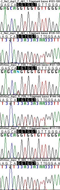 Appendice B Problema 8 Contaminazione di campioni con Positive Controls Modelli di digestione compatibili con la presenza di regione timbrata di Positive Control misti ed eteroduplici Wild-Type