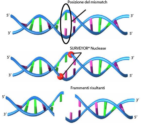 3 Principi di funzionamento del dosaggio di rilevamento di una mutazione SURVEYOR Scan KRAS Figura 1 Sequenze Kit di rilevamento della mutazione SURVEYOR Scan per lo screening di KRAS e NRAS Per