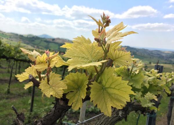 E' utile ricordare che la corretta esecuzione di tali pratiche di gestione del verde favorisce l'arieggiamento della zona grappolo e l'idonea distribuzione e penetrazione dei prodotti fitosanitari.