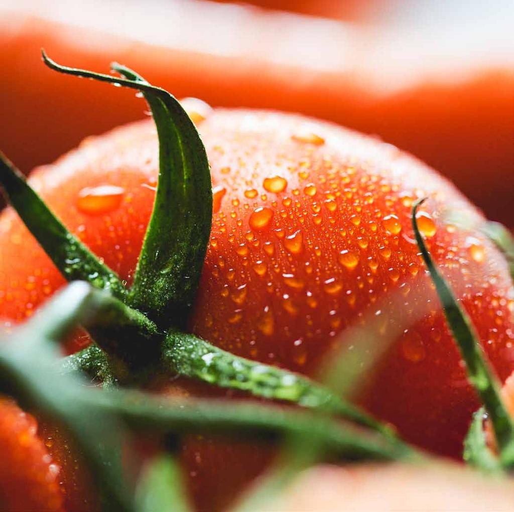 [...]IL POMODORO, INVADE LE CUCINE, ENTRA PER I PRANZI, SI SIEDE RIPOSATO NELLE CREDENZE, TRA I