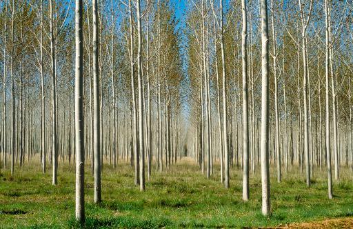 Convegno Pioppicoltura e arboricoltura da legno in Italia Rovigo, 25 Gennaio 217 Redditività del pioppo ed interventi pubblici nel settore Davide Pettenella e Alex Pra Dipartimento Territorio e