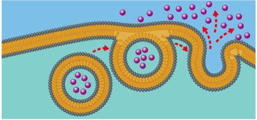 Esocitosi ed endocitosi: il trasporto delle grandi molecole Il passaggio delle molecole grandi attraverso la