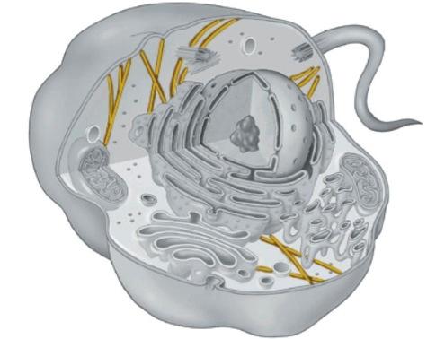 Citoscheletro Le cellule sono dotate di un impalcatura chiamata citoscheletro, una rete di fibre che attraversa tutto il