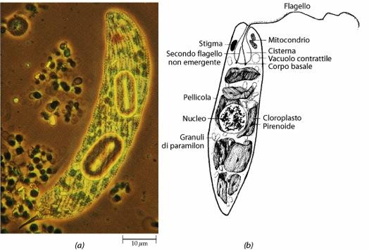 Ciglia e i flagelli Hanno diametro di circa 0,2 µ m e lunghezza da 2 a 150 µ m.