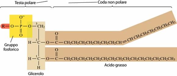 LA MEMBRANA PLASMATICA I lipidi che compongono le membrane sono chiamati fosfolipidi I fosfolipidi hanno una struttura simile