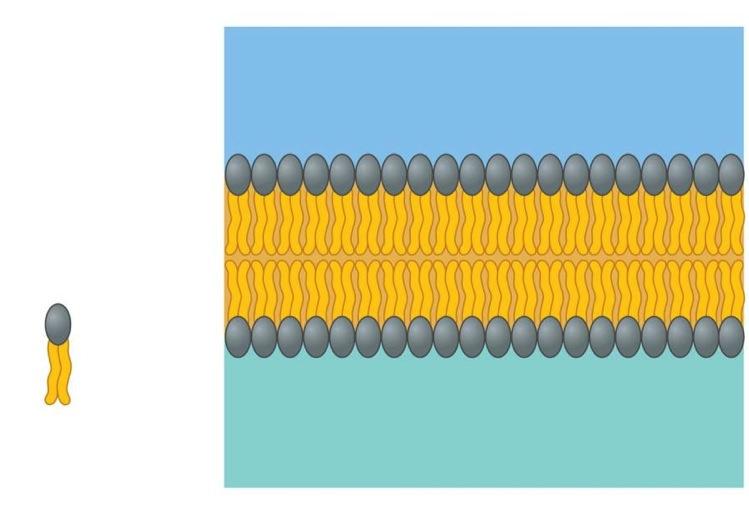 LA MEMBRANA PLASMATICA In un ambiente acquoso i fosfolipidi tendono a disporsi spontaneamente in modo da formare un