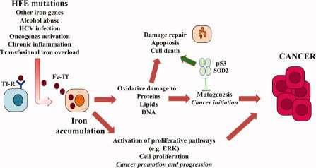 + Iron and cancer: more one to be