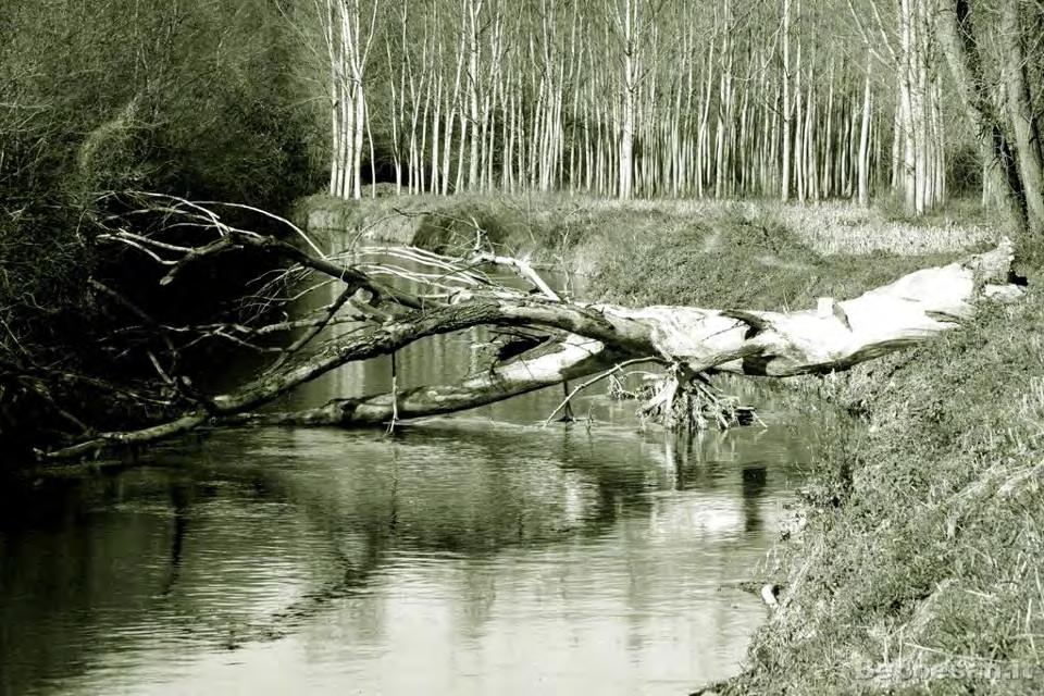 DISCOVERED LANDSCAPE Fiume Olona