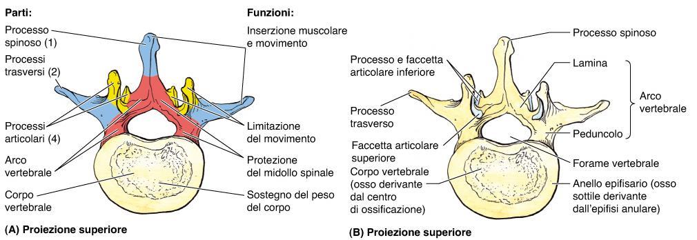 FZ: processi