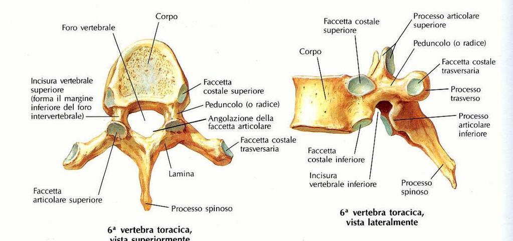 Vertebre Toraciche: con faccette costali Faccette articolari sup e inf per ogni lato del corpo per le teste costali