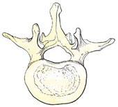 Arco vertebrale Foro